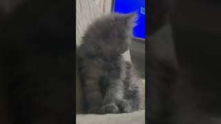 Oreo the cat  Cute cats  Cat videos  kittens  sharing my pets beautiful eyes [upl. by Aikehs]