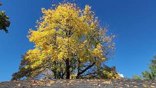 peaceful fall day in Oregon [upl. by Ailssa]