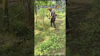 Using Brush Cutter in Arecanut plantation🌴agriculture agrimachines automobile trending farmer [upl. by Kitarp]