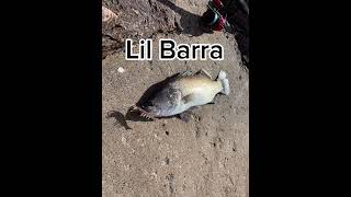 Lil Barra With n fishingtownsville townsville [upl. by Peednam]