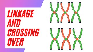 Easy to Learn the Concept of Linkage and Crossing over [upl. by Zizaludba]