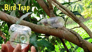 Water Bottle Bird Trap ✔ Creative Bird Trap [upl. by Anailuig]