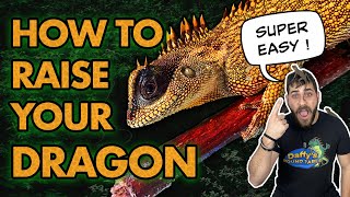 Watch This Before You Buy A Mountain Horned Dragon [upl. by Edualc260]