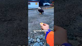 This Bald Eagle LOVES Eggs 😂 [upl. by Torto]