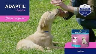 How to use ADAPTIL Junior Collar to Reassure and Comfort Your Puppy [upl. by Idell]