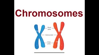 Chromosomes Structure and types [upl. by Nordine]