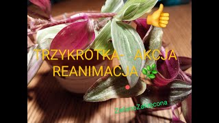 TRZYKROTKA  AKCJA REANIMACJA Cz II [upl. by Evars799]