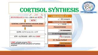 Biosynthesis of Steroid Hormones  Corticosteroids  Medicinal Chemistry [upl. by Vicky]