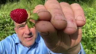 Pick Strawberry Alpine Strawberry plants [upl. by Colburn278]