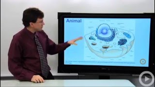 Eukaryotic Cells [upl. by Maible]