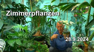 Monstera Zimmerpflanzen Pflege im Dschungel mit Monstera deliciosa und anderen Zimmerpflanzen [upl. by Annuaerb]