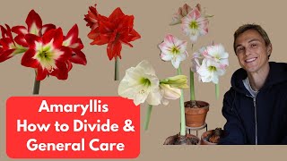 Amaryllis How to Divide with Easy Planting Demo amp Care Tips Hippeastrum [upl. by Madson676]