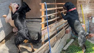 Este DOGO ARGENTNO se bañó con el ROTTWEILER equivocado 🐶😂 [upl. by Cressler]