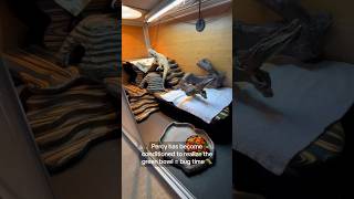 I “Pavlov dogged” my bearded dragon Percy 🦎🐛 new cute percy funnyclips reptiles [upl. by Abbey103]