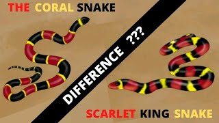 difference between coral snake and scarlet king snake coral snake and scarlet king snakevenomous [upl. by Etnahs850]