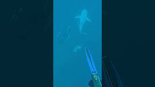 Should of taken the shot spearfishing fishing florida cobia bullsharks sharks [upl. by Ruffin]