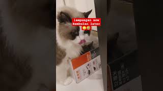 lampungan now rambulan later cat catlover shorts short shortvideo [upl. by Ybot]