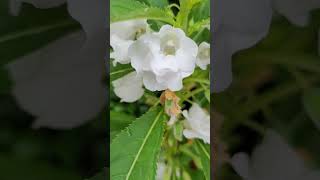 Impatiens balsamina L bóng nước phượng tiên hoa Trị xương khớp đắp ngoài hơi có độc [upl. by Noryb]