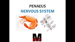 PENAEUS NERVOUS SYSTEM [upl. by Aicekal]