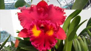 Cattleya Orchid Collection [upl. by Daberath]