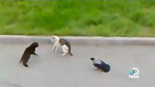 Crows vs Cat vs Cat Street Fight Explained [upl. by Kirad]