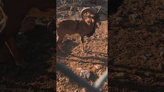 Markhor Pakistan national animal [upl. by Abagail754]