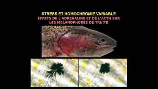 Stress et homochromie Effets antagonistes adrénaline vs ACTH sur mélanophores [upl. by Trudi]