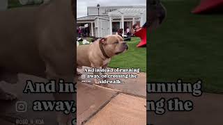 When you take your bully breed in public… cute dogshorts doglover bullybreed amercianbully [upl. by Mahtal]