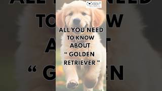 Golden Retriever Guide 101 Find out more about this loving and caring breed [upl. by Urita55]