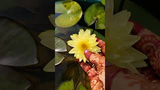 Water lily plant at home 🏡waterlilly gardening ytshorts subscribe shortsfeed trend [upl. by Gignac194]