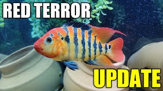 Red Terror Cichlid Update  82521 [upl. by Thompson]