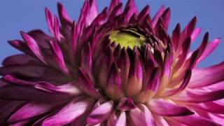 Dahlia bud to flower opening time lapse [upl. by Llennehc606]