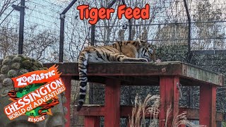 Tiger Feed Zootastic Weekends 2024 at Chessington World of Adventures Resort [upl. by Macri]