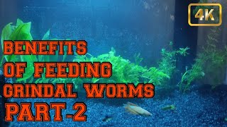 Benefits and Feeding of grindal worms PART2 how to culture grindal worms AQUA 16 [upl. by Suilmann766]