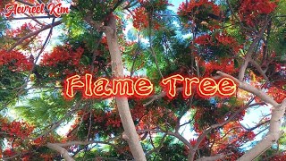 Fiery Beauty  Flame Tree [upl. by Samohtnhoj]