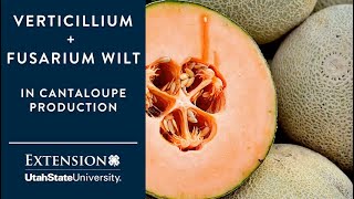 Verticillium and Fusarium Wilts in Cantaloupe Production [upl. by Irehj]