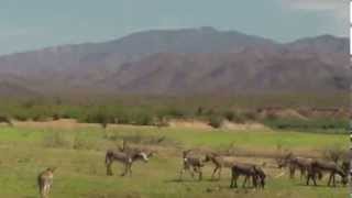 Lake Pleasant AZ Burros [upl. by Llenrod]