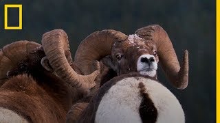 La BATALLA ÉPICA por la HEMBRA en las Montañas Rocosas  National Geographic en Español [upl. by Ettelliw354]