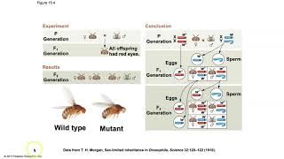 Biology Chapter 15  The Chromosomal Basis of Inheritance [upl. by Reggi]