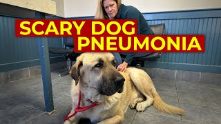 Viral Bacterial Dog Pneumonia  Sick Dog with Cough  How Dog Pneumonia is Spread Symptoms Treated [upl. by Bird]