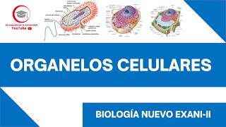 ORGANELOS CELULARES  BIOLOGÍA  NUEVO EXANIII [upl. by Eimas230]