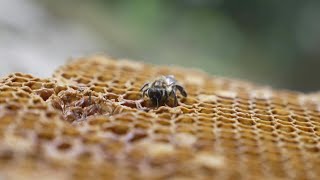 Climate change hits Nepals hallucinogenic honey hunters  AFP [upl. by Ehtyaf]