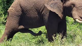 Elephant with five legs in Kruger National park south Africa [upl. by Schonthal461]