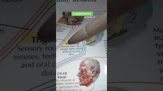 Skull bones songstriks to rememberforyou biology 3d trending anatomy shortsfunnysong [upl. by Kinson427]