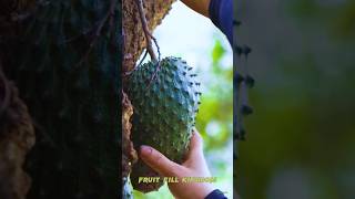 🥝 Tropical Delight Cutting Ripe Soursop Fruit Right Off the Tree graviola soursop fruit shorts [upl. by Annor]