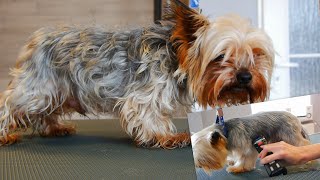 Full Grooming Yorkshire Terrier  From Start to Finish [upl. by Alburg]