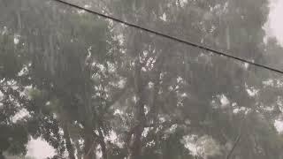 🌧️ Rain Sounds for Sleeping No Thunder  Rain Sounds 24 hours  Heavy Rain and Wind in Forest [upl. by Lukasz954]