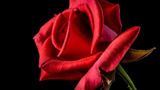 Rose 🌹 Image Effect Background no Sound HD QUALITY VIDEO Video 😞2K [upl. by Tanny]