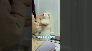 当猫咪被铲屎官教育：看看猫咪的反击！ cute pets cat 貓咪 萌寵 搞笑配音 猫咪 shorts funny [upl. by Klatt]