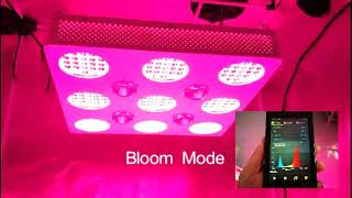 HortiBloom SOLO 600 COB LED Grow Light [upl. by Moses22]